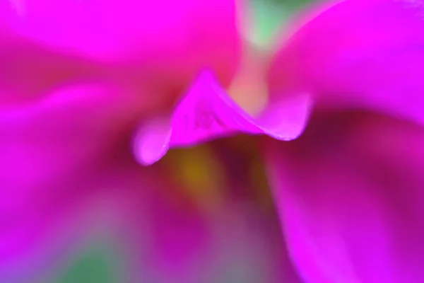 Roze bloemen die bloeien van bonen — Stockfoto