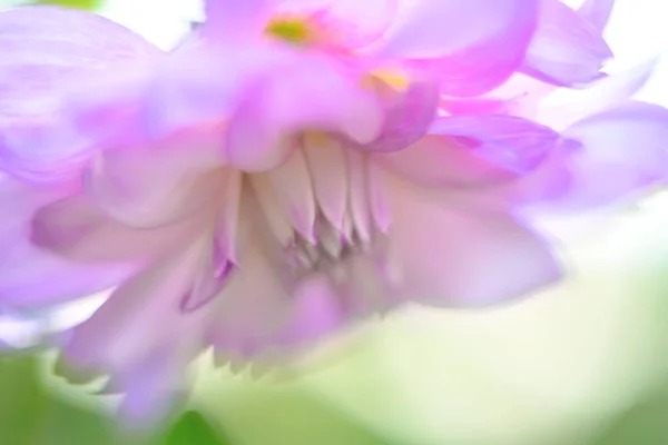Fondo floral pastel — Foto de Stock