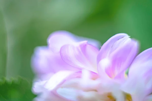 Pastell floraler Hintergrund — Stockfoto