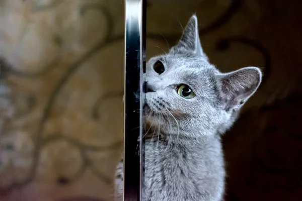 Die Katze schaut hinter Hindernissen hervor. — Stockfoto