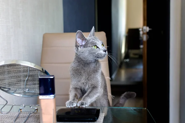 Cat está interessado em cosméticos. Raça Russo Azul — Fotografia de Stock