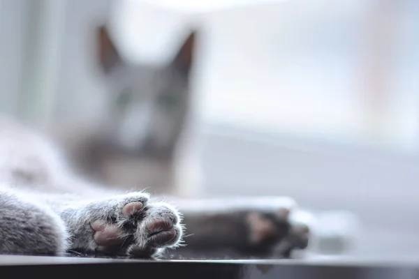 Pieds de chat moelleux. Focus sur les coussinets de pieds — Photo