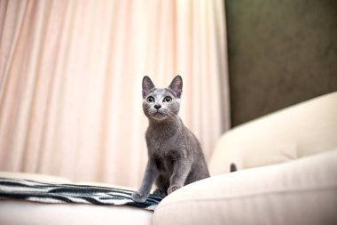 Genç safkan atya kedi. Doğurmak Rus mavi