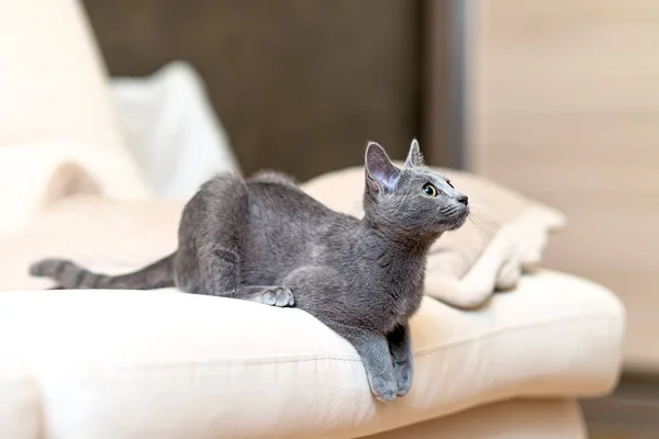 El gato está acostado en el sofá. Raza azul ruso — Foto de Stock