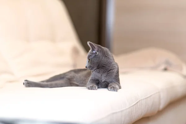 Un gato de color plateado yace en el sofá. Raza azul ruso — Foto de Stock