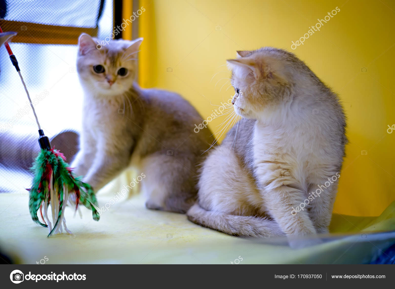 Gatto Di Razza Burmilla Shorthair Foto Stock Dizfoto 170937050