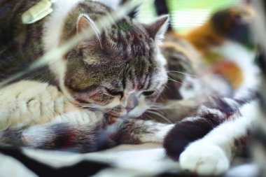 Kedi doğurmak Britanya ile ilgili stenografi gri