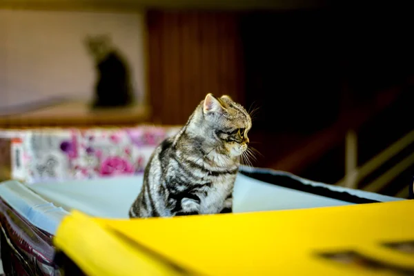 Küçük yavru kedi doğurmak egzotik stenografi. — Stok fotoğraf