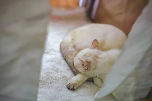 White pedigreed gato duerme en una caja — Foto de Stock