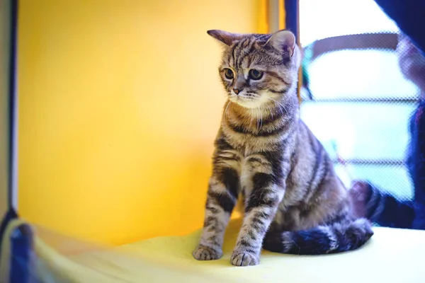 Γκρι Ευρωπαϊκό Shorthair γάτα — Φωτογραφία Αρχείου
