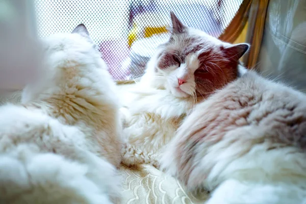 Dois gatos estão na caixa. — Fotografia de Stock