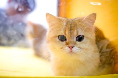 Yavru kedi Britanya ile ilgili stenografi limon renk