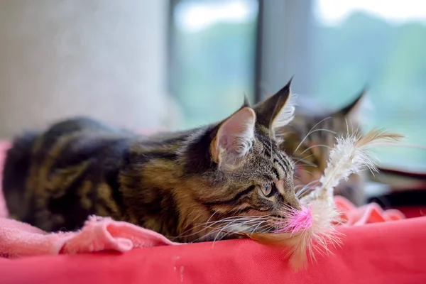 Maine puro sangue raça Maine Coon — Fotografia de Stock