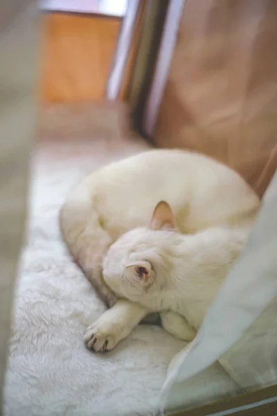 Branco pedigreed gato dorme em uma caixa — Fotografia de Stock