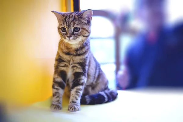 Γκρι Ευρωπαϊκό Shorthair γάτα — Φωτογραφία Αρχείου
