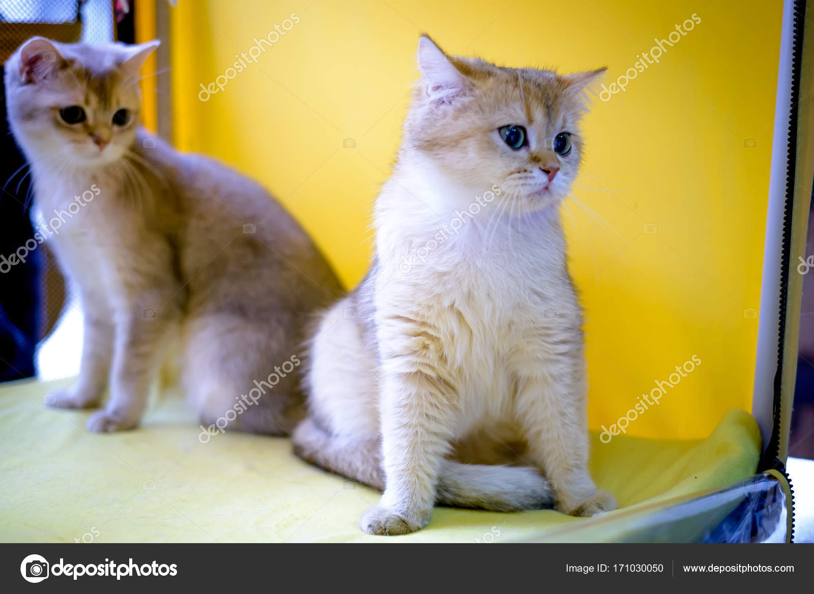 Gatto Di Razza Burmilla Shorthair Foto Stock Dizfoto 171030050