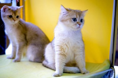 Kedi doğurmak Burmilla stenografi