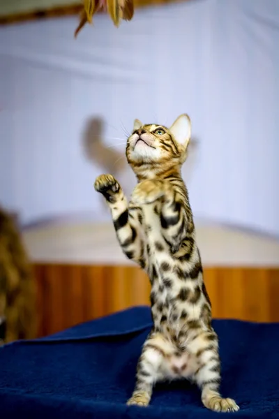 Bengal kitten with a predatory color — Stock Photo, Image