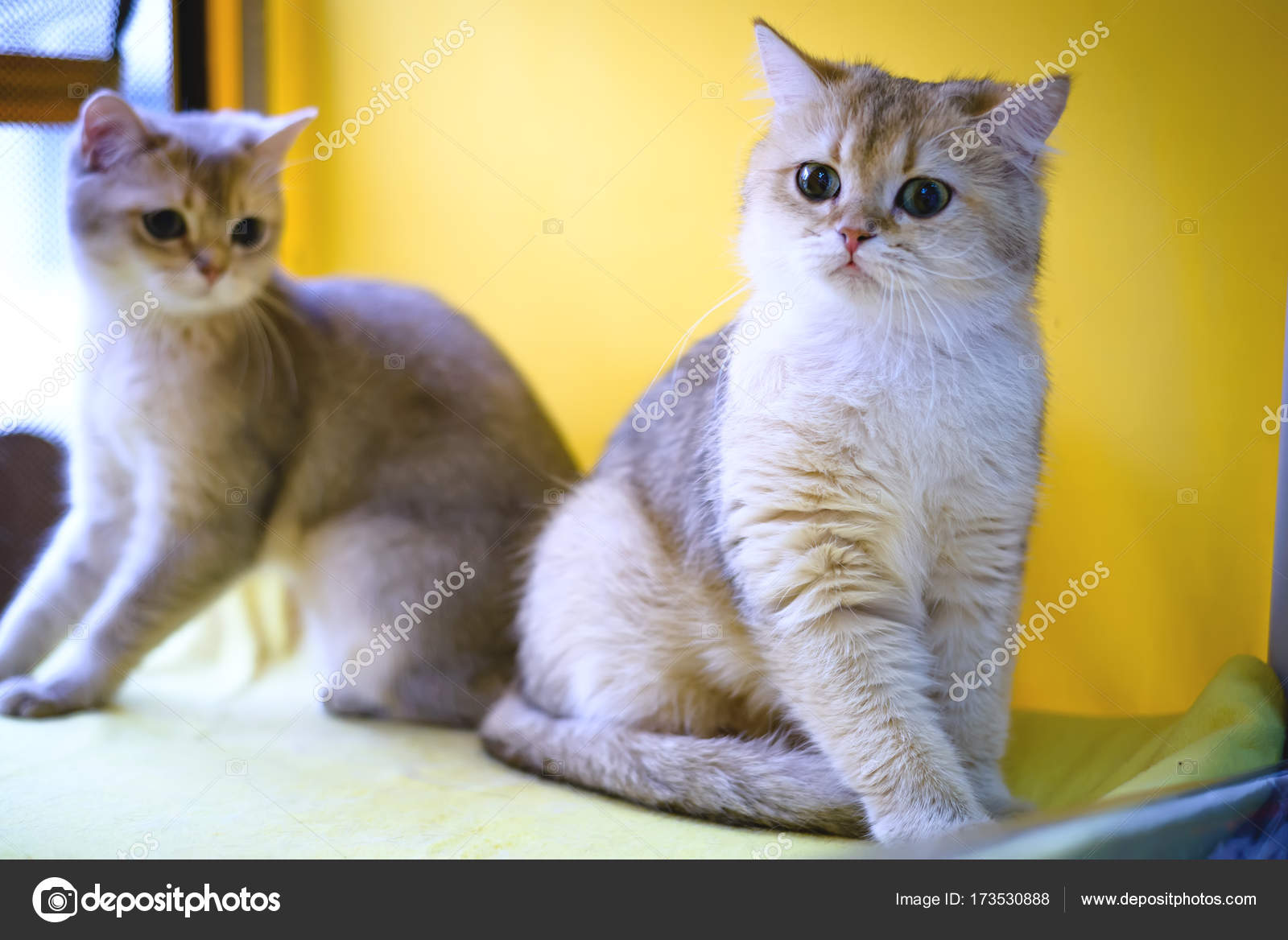 Gatto Di Razza Burmilla Shorthair Foto Stock Dizfoto 173530888