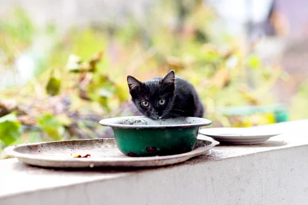 Schwarzes Kätzchen und seine Mutter essen aus einer Schüssel — Stockfoto