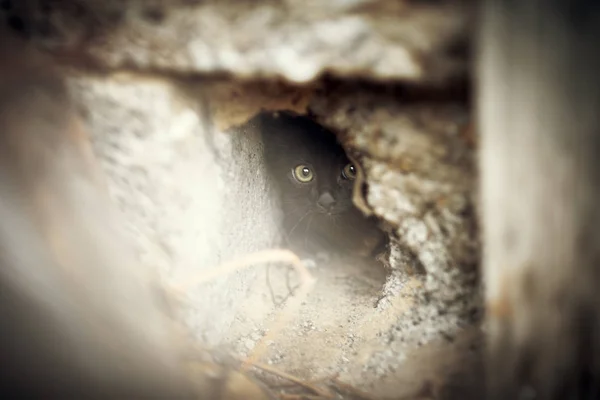 Siyah yavru kedi gizler ve dışarı peeps — Stok fotoğraf