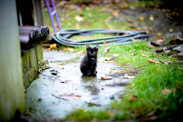 Ein kleines schwarzes Kätzchen sitzt im Regen — Stockfoto