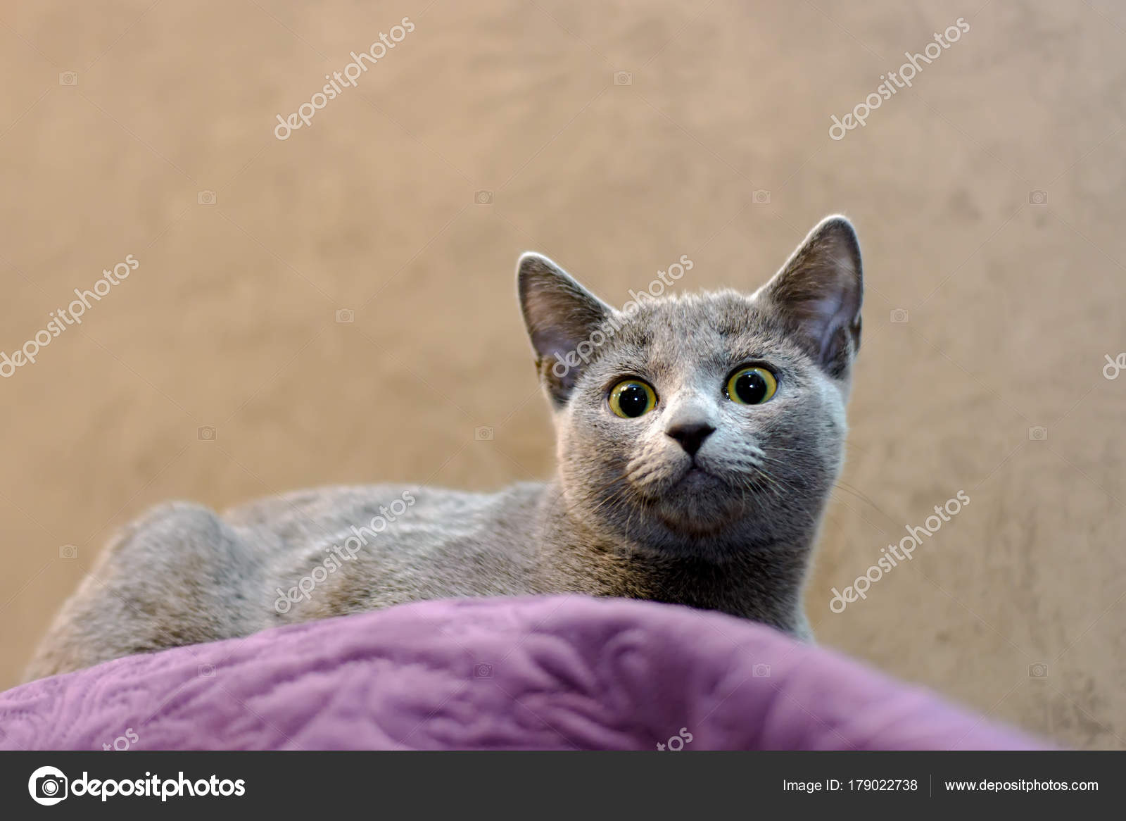 Katze Der Rasse Russisch Blau Liegt Auf Der Couch