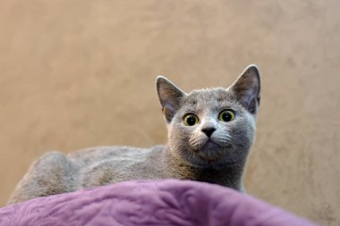 Kedi doğurmak Rus mavi yalanlarla kanepedeki