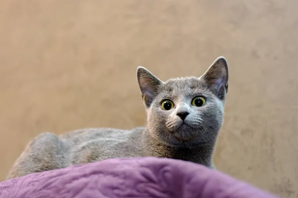 Кот породы русский синий лежит на диване — стоковое фото