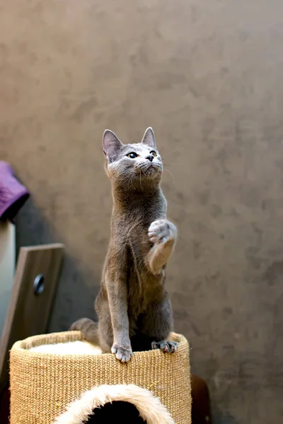 Verspielte Katzenrasse russisch blau — Stockfoto