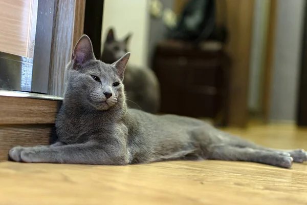 바닥에 품종 러시아 블루 거짓말의 고양이 — 스톡 사진