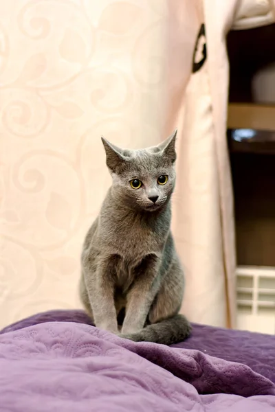 Retrato de um gato sentado. Gato pedigreed puro-sangue jovem. Raça Russo Azul — Fotografia de Stock