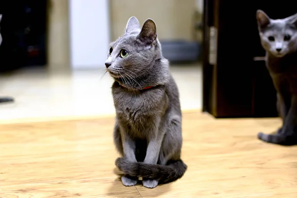 Πορτραίτο του μια γάτα συνεδρίαση. Νέος καθαρόαιμο ράτσας γάτα. Ρωσική Blue φυλή — Φωτογραφία Αρχείου