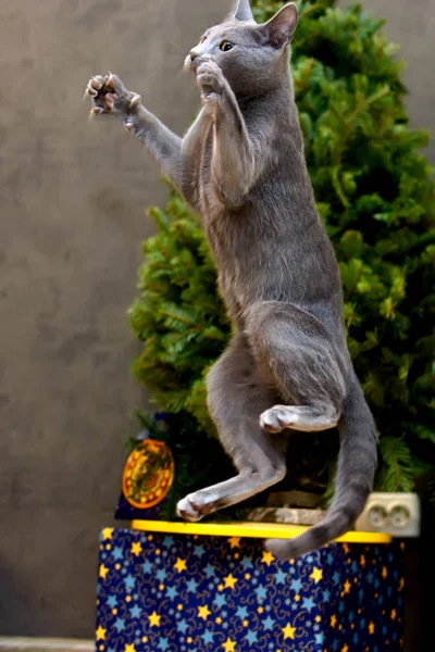 Játékos macska fajta orosz kék a háttér, a karácsonyfa — Stock Fotó