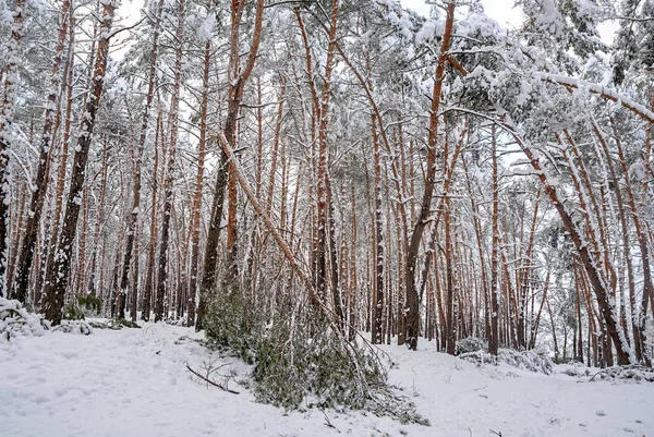 En el bosque invernal, la severidad de la nieve rompe los árboles — Foto de Stock
