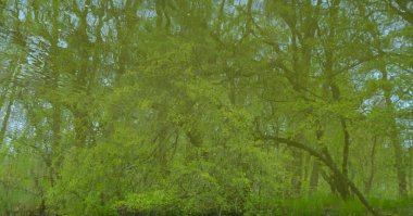 arka plan. suya yansıyan yeşil ağaçlar