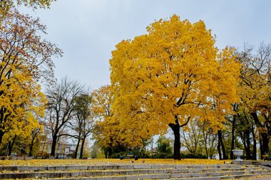 Sarı sonbahar ağaç parkta yaprak