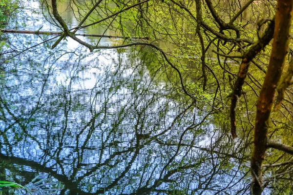Reflexão de galhos de árvores na água — Fotografia de Stock