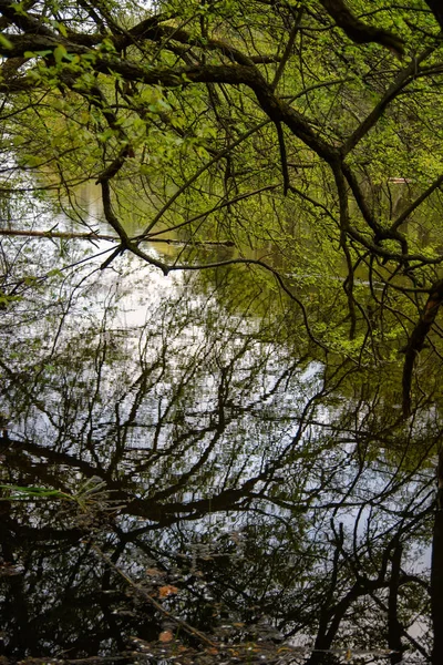 Reflexão de galhos de árvores na água — Fotografia de Stock