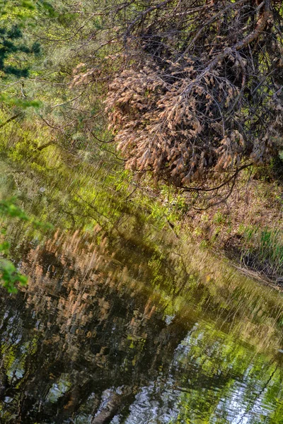 Reflexion getrockneter dicker Kiefernzweige in der Spiegelung des Wassers, wie ein Drachenkopf — Stockfoto