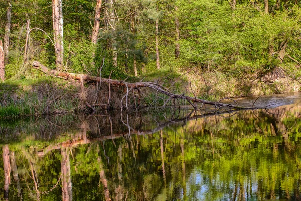 Ein umgestürzter Baum vor dem Sturm am Fluss — Stockfoto