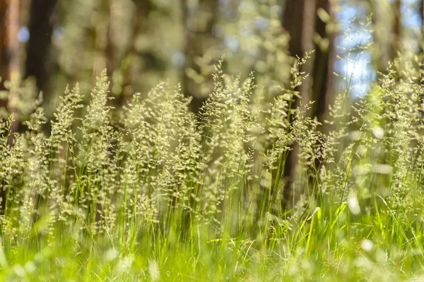 Vacker solnedgång på grönt fält — Stockfoto