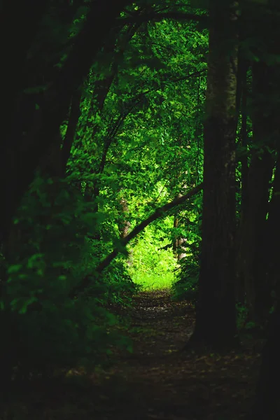 Eine Lichtung zwischen den Bäumen im grünen geheimnisvollen Wald — Stockfoto