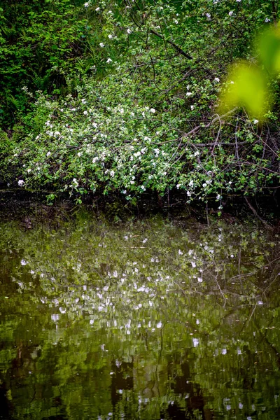 The white petals of spring forest plants float in the water. — Stock Photo, Image