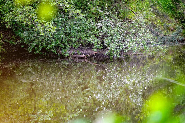 The white petals of spring forest plants float in the water. — Stock Photo, Image