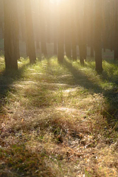 Floresta de outono sob a luz solar e sombras caindo das árvores. Na grama um monte de teias de aranha. Profundidade de campo rasa. Tonificação — Fotografia de Stock