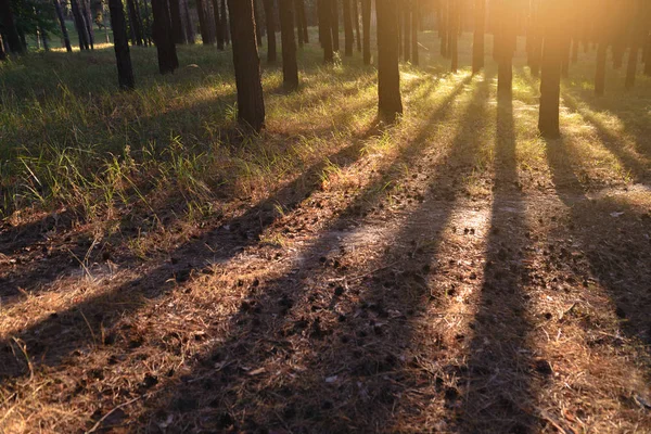 Bosque otoñal a la luz del sol y sombras que caen de los árboles. Tonificación —  Fotos de Stock