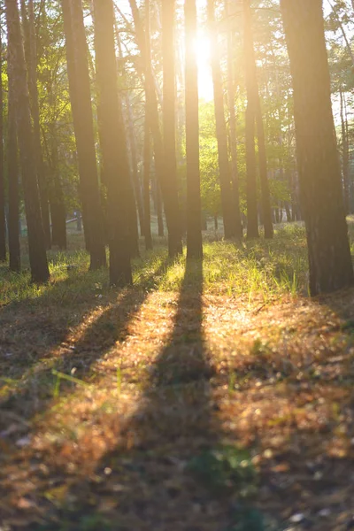 Floresta de outono sob a luz solar e sombras caindo das árvores. Tonificação — Fotografia de Stock