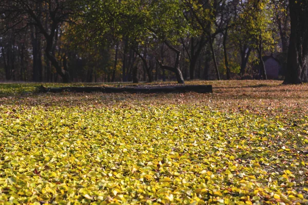 Glade forestal de hojas amarillas de otoño — Foto de Stock