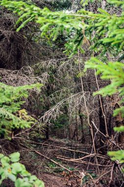 Kuru dallar ve ormana düşen ağaçlar